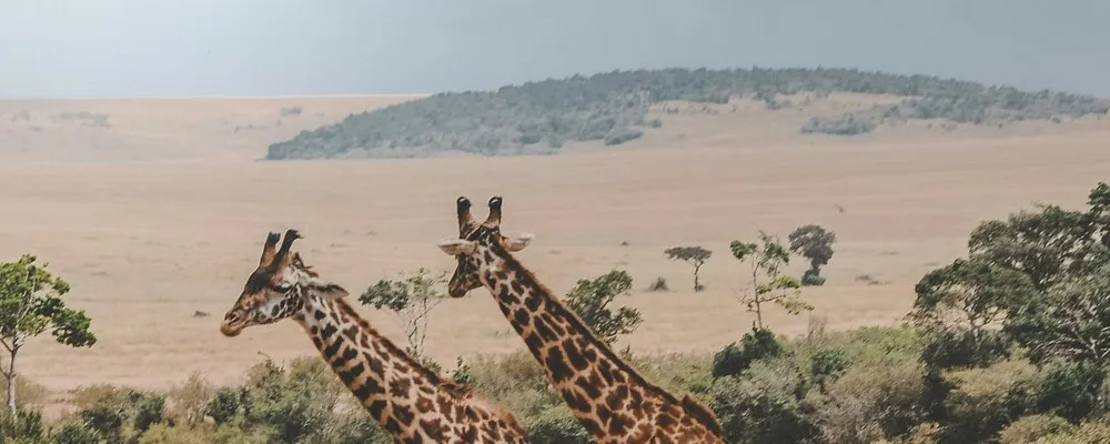 East Africa safari